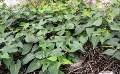 He shou wu essential oil Fo-Ti price fleece flower root