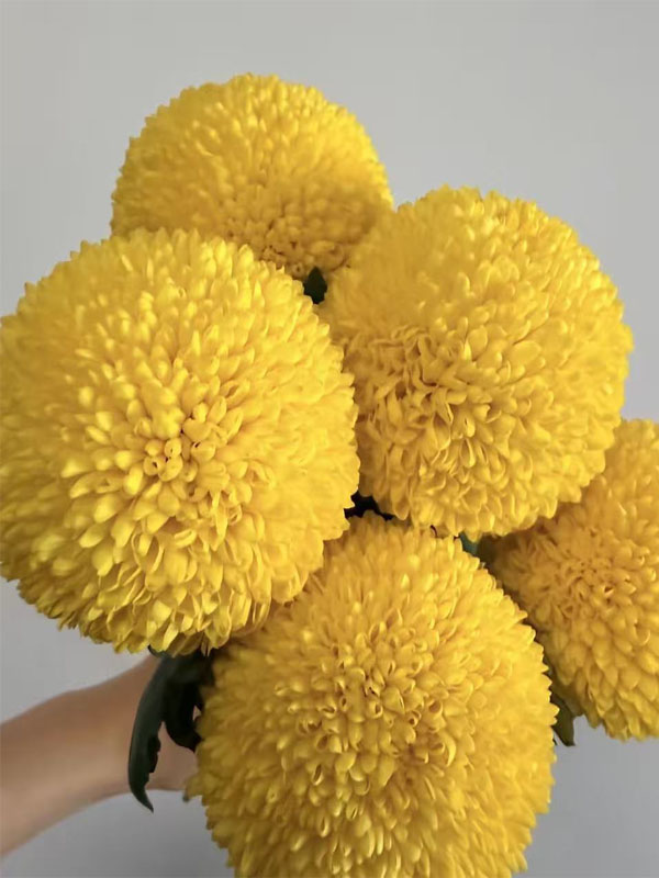 Standard chrysanthmum Ping-Pong yelow1