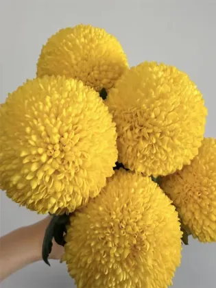 Standard chrysanthemum Ping-Pong yellow