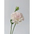 ফার্ম কাট ফ্লাওয়ার আইসক্রিম গোলাপী Lisianthus বিবাহ