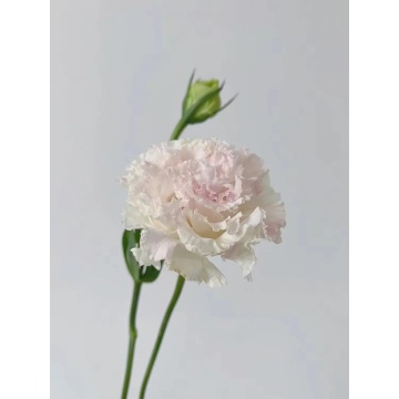 ফার্ম কাট ফ্লাওয়ার আইসক্রিম গোলাপী Lisianthus বিবাহ
