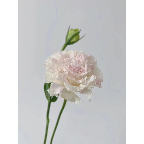 ফার্ম কাট ফ্লাওয়ার আইসক্রিম গোলাপী Lisianthus বিবাহ