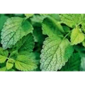 Pausinystalia Yohimbe Extract