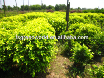 ficus microcarpa shrub tree