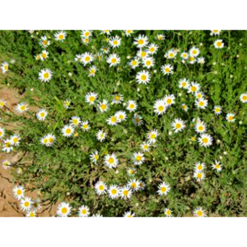 Organic Chamomile Nobile Extract for Stress Relief and Sleep