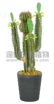 Wholesales artificial cactus