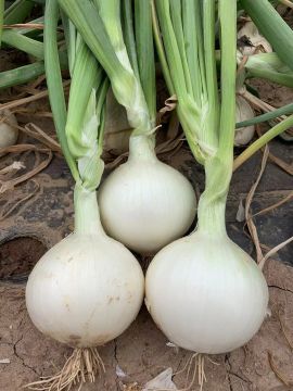Spotless Clean White Onion