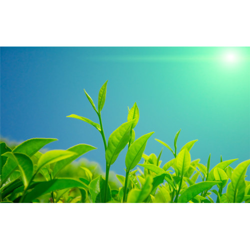 Polifenoles de té de extracto de té verde 95% UV