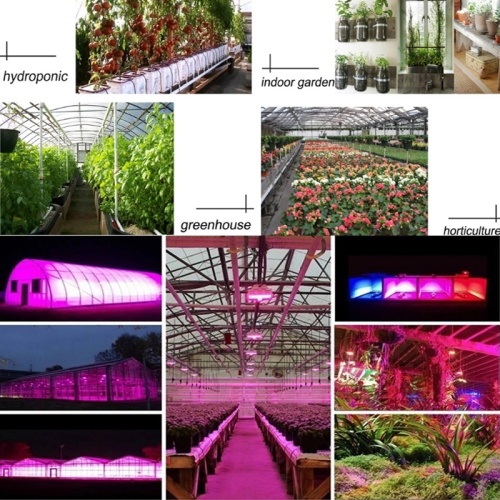 Volledige spectrum COB Grow Lights Eenvoudig te installeren