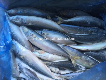cheap Frozen Pacific Mackerel