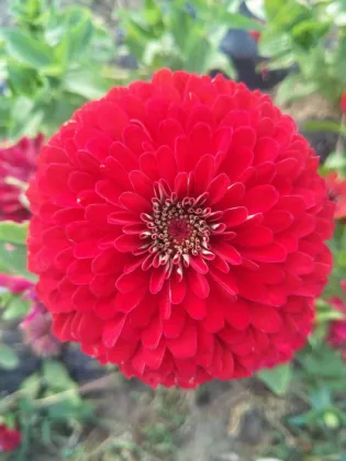 Zinnia Seeds for Garden