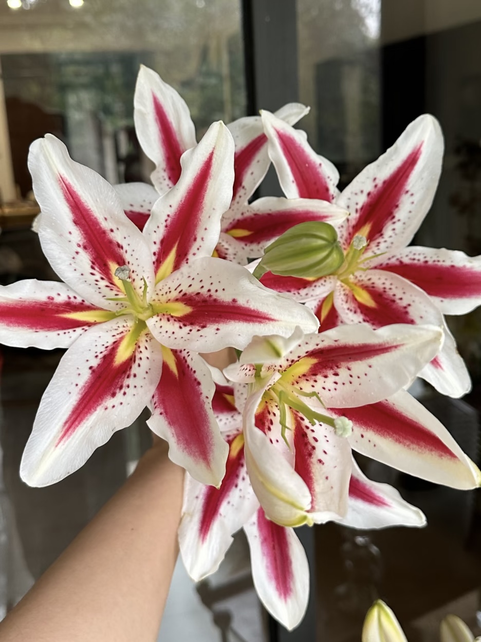Smiley Single-petal Lily1