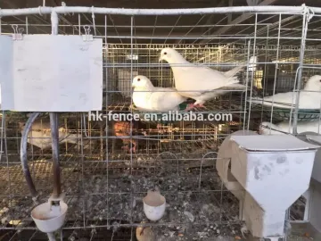 galvanized Q235 farm used Pigeon bird breeding cage
