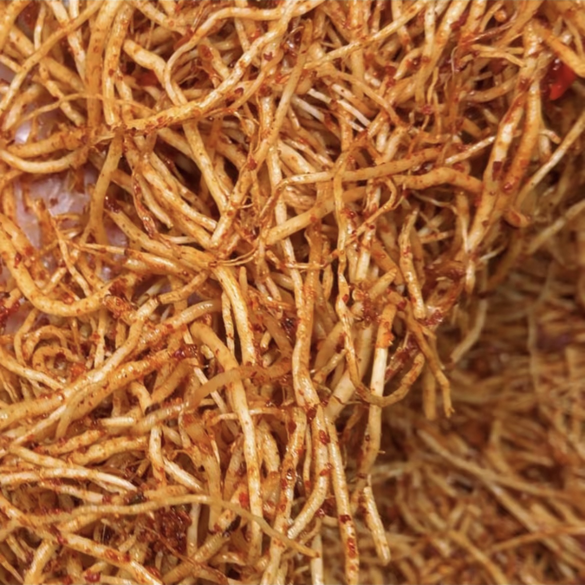 allium hookeri root