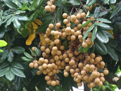 Chinese Fresh Longan Fruit
