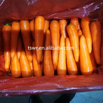 new crop high quality fresh carrots