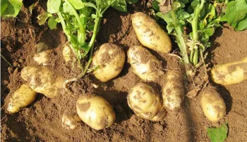 2018 new crop Fresh potato