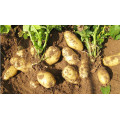 2018 nowe uprawy Świeże ziemniaki