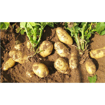 2018 new crop Batata fresca