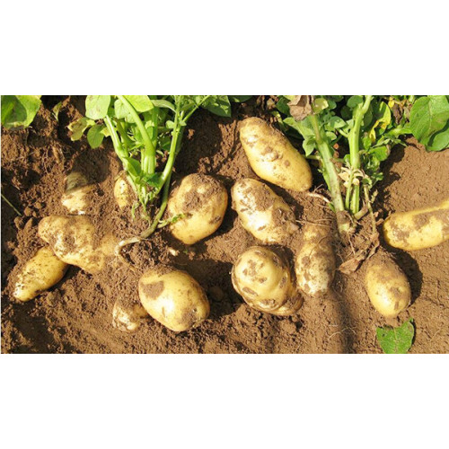 2018 nueva cosecha patata fresca