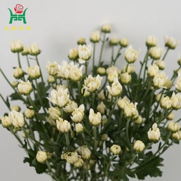Soft White Spray Mums Flowers