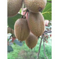 2021 new crop high niutrition fresh kiwi fruit