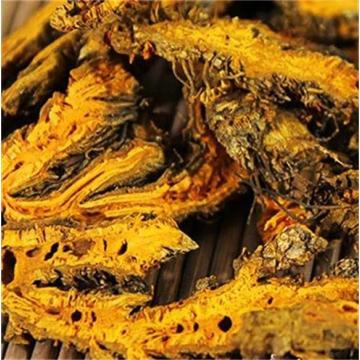 coptis chinensis root extract