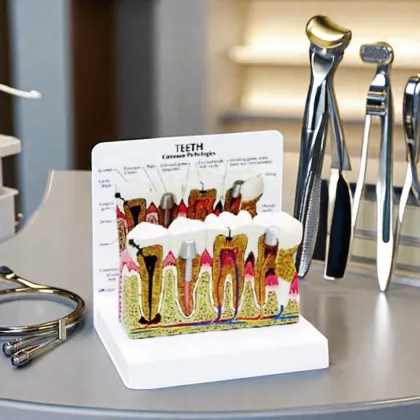 DARHMMY Medical Science Dental Pathology Models and Teaching Aids