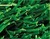 2014-2015 Economy Football/Rugby artificial grass