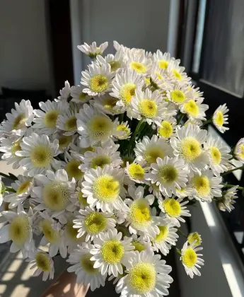 White chrysanthemum with scrambled eggs