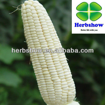 sweet waxy white Maize seeds for Planting