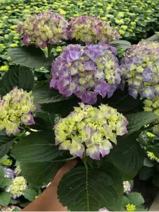 Purple Double Hydrangea Fresh Cut Flowers for wedding