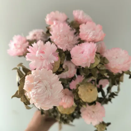 Daisy Party Decoration: Real Dry Flower Arrangements in White and Pink