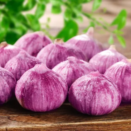 Single Clove Garlic (Allium sativum)