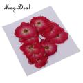 10 Pcs Dried Pressed Flowers for DIY Scrapbooking Crafts Red Rose Decorate Cards Dried Flower House Decoration