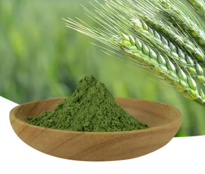 100% Natural Green Wheat Barley Grass juice extract