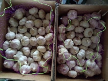 Case Of Pure Natural Purple Garlic