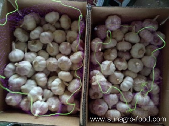 Case Of Pure Natural Purple Garlic