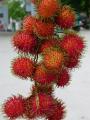 Chinese Rambutan Fruit Plant