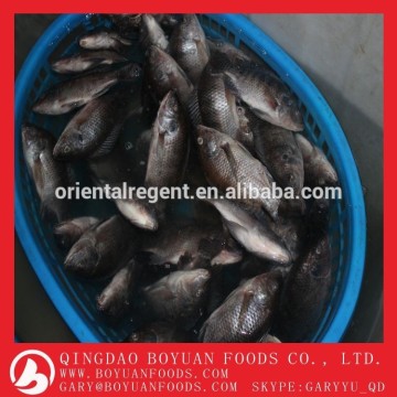 frozen tilapia products