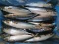 BQF Pacific Mackerel 100-200G 200-300G 300-500G