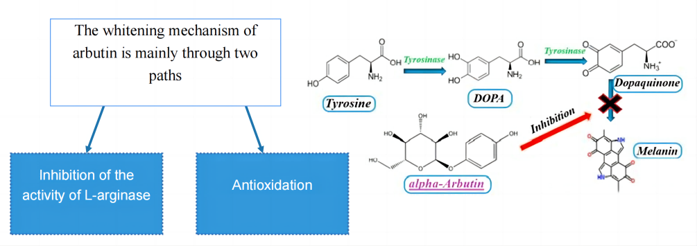 Function of Arbutin(1)