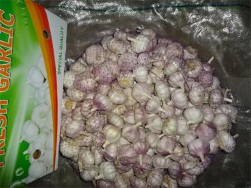 Sale 2019 Normal White Garlic