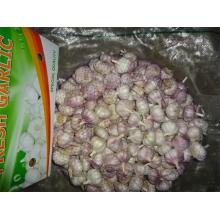 Sale 2019 Normal White Garlic