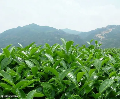 oganic green tea Direct Manufacturer certified by IMO NOP BRC lowering blood pressure tea