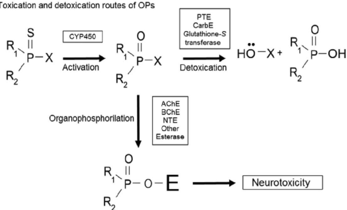 High Activity Organophosphorus Hydrolase