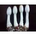Pure Coprinus Comatus Extract Natural Coprinus Comatus Extract Factory