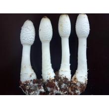 Pure Coprinus Comatus Extract Natural Coprinus Comatus Extract Factory