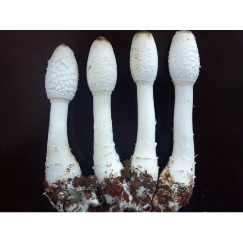 Natural Coprinus Comatus Extract