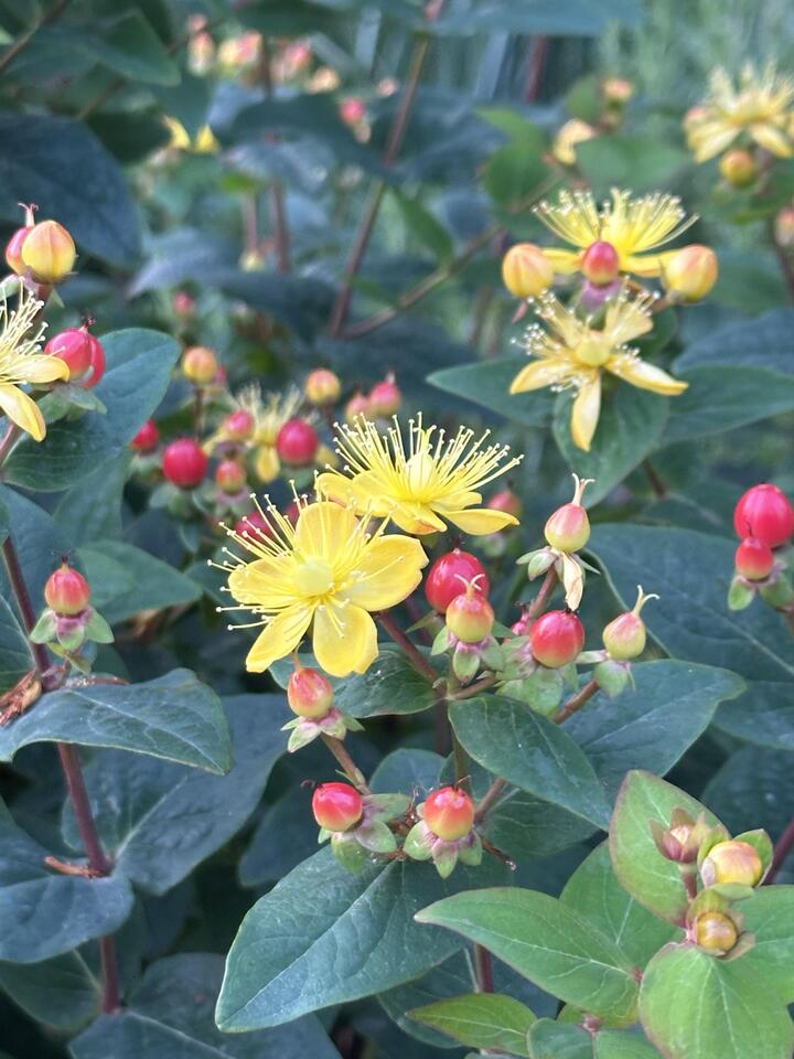 Hypericum